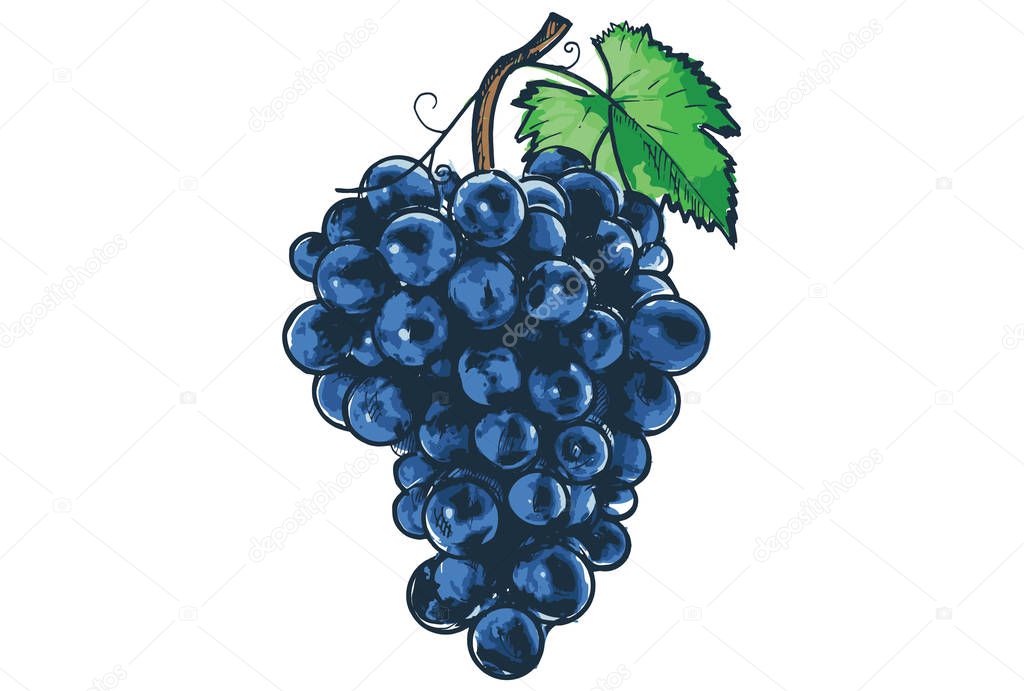 Watercolor grape with leafs on white background