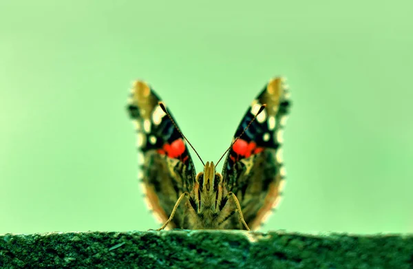 Gri-yeşil arka plan üzerinde kelebek yakın çekim
