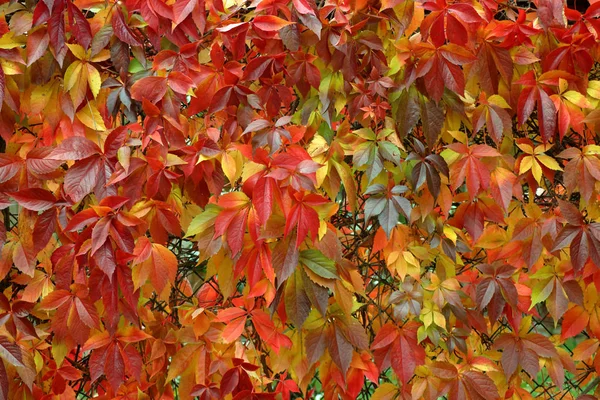 Яркие Цвета Осенняя Листва Альпинистского Растения Заборе — стоковое фото
