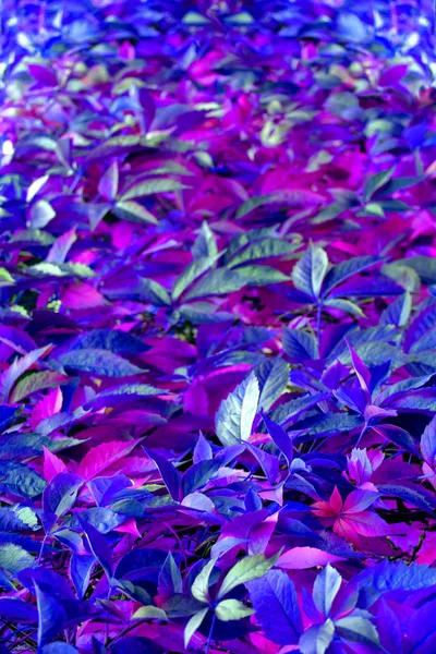Folhagem Colorida Uma Planta Escalada Cerca Cores Brilhantes — Fotografia de Stock