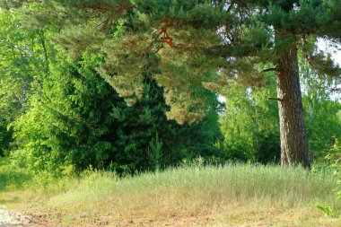 Çiçekler ve güneş 0178