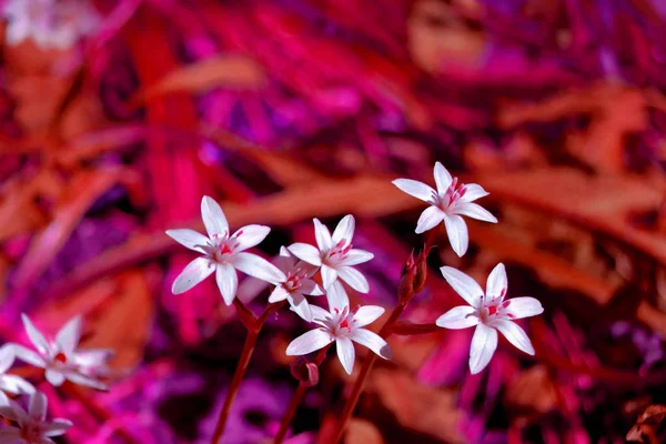 The flowers and the sun 00224 — Stock Photo, Image