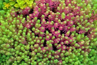 Çiçekler ve güneş 0431