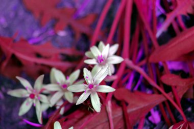 Çiçekler ve güneş 00248