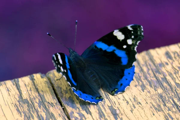 Schmetterling Nahaufnahme 005 — Stockfoto