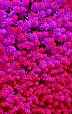 Çiçekler ve güneş 0459