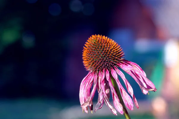 Die Blumen und die Sonne 0339 — Stockfoto
