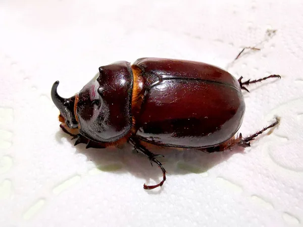 Genç gergedan böceği, yakın plan, hafif arka plan