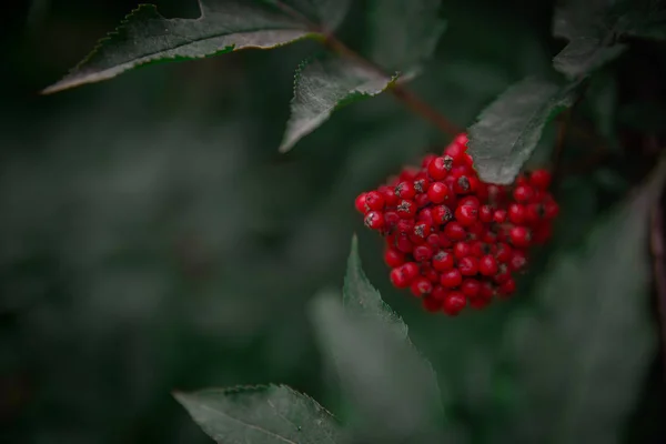 Olgun sonbahar dağ kül berry