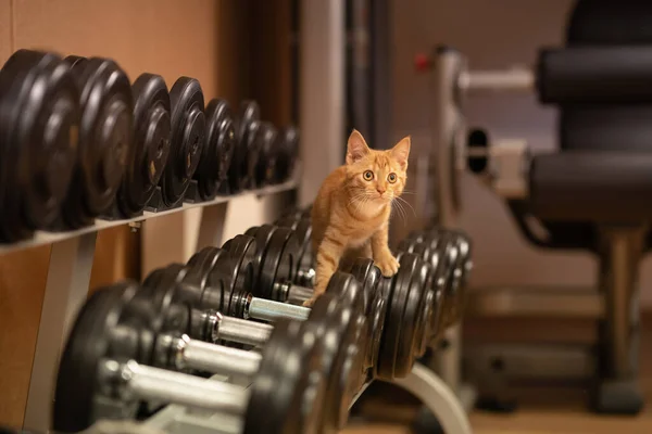 Kedi sporcusu. Spor salonundaki kızıl kedi. Farklı ağırlıklarda dambıllar. Şaşırdığın zaman