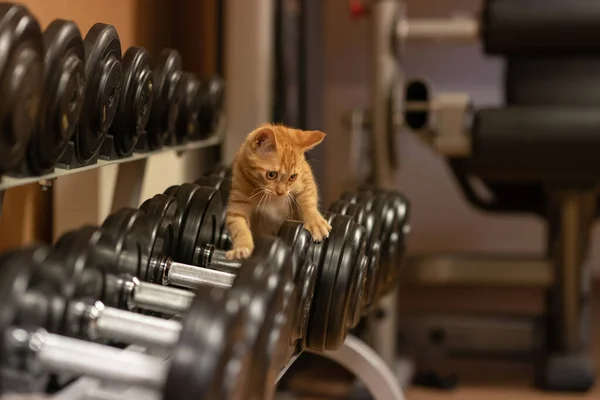 Kedi sporcusu. Spor salonundaki kızıl kedi. Farklı ağırlıklarda dambıllar. Şaşırdığın zaman