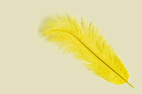 Pluma Amarilla Aislada Sobre Fondo Amarillo —  Fotos de Stock