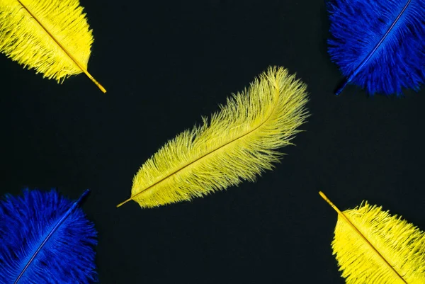 Penas Amarelo Azul Cor Isolada Fundo Preto — Fotografia de Stock