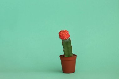 Nane arkaplanda güzel bir kaktüs. Ev bitkileri