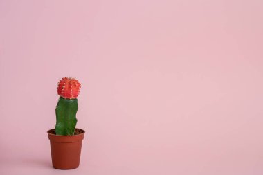 Pembe arka planda güzel bir kaktüs. Ev bitkileri