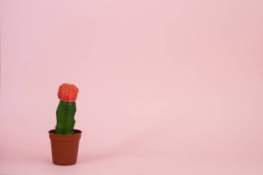 Pembe arka planda güzel bir kaktüs. Ev bitkileri