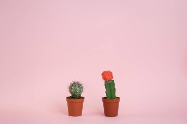 Tencerelerde iki farklı kaktüs pembe bir arka planda yan yana duruyor. Ev bitkileri