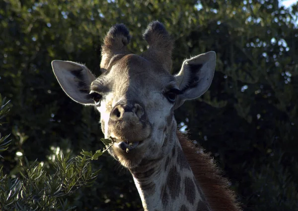 Giraffen Großaufnahme Essen — Stockfoto