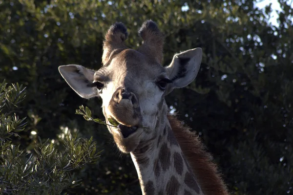 Giraffe Zieht Lustiges Gesicht — Stockfoto