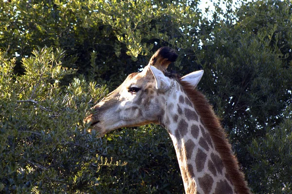 Giraffe Mit Herausgestreckter Zunge — Stockfoto