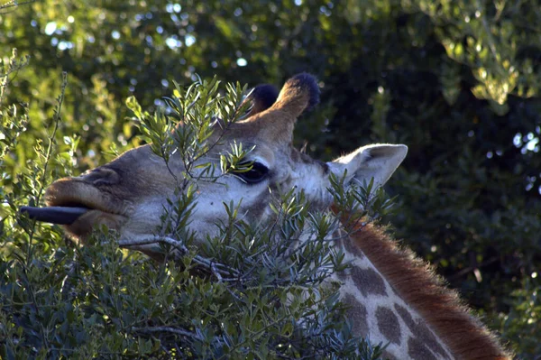 Giraffe Eating Hluhluwe Game Reserve — Stock Photo, Image
