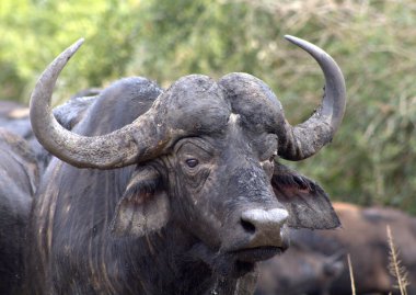 Buffalo boğası öfkeyle bakıyor.