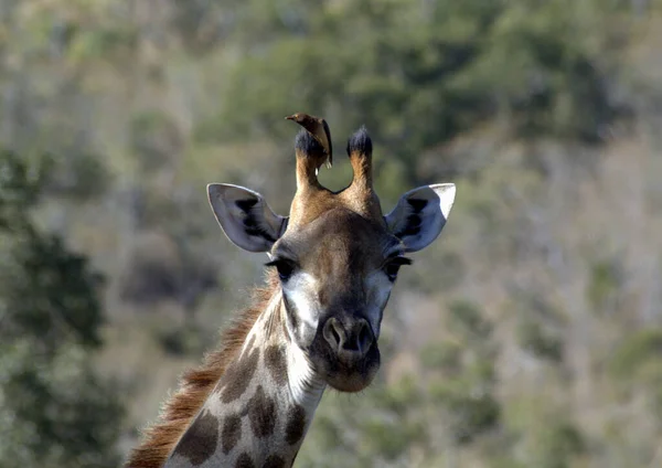 Giraffe Mit Ochsenpecker Sitzt Auf Ihrem Horn — Stockfoto