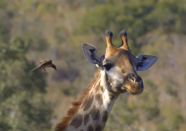 Giraffe Oxpecker Coming Land — Stock Photo, Image