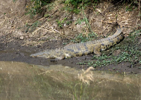 Crocodilo Deitado Margem Rio — Fotografia de Stock