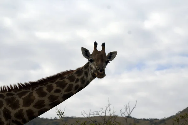 Giraffenweibchen Streckt Den Hals — Stockfoto