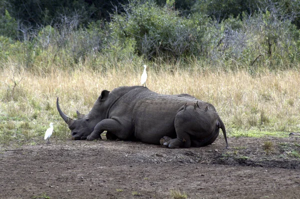 Breitmaulnashorn Ruht Der Hitze — Stockfoto