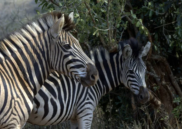 Burchell Zebra Baby Staren Intens — Stockfoto