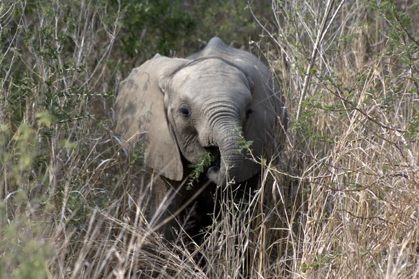 Elephant Baby Nibbling Bushes — Stock Photo, Image