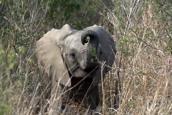 Слоненок Играет Своим Багажником — стоковое фото