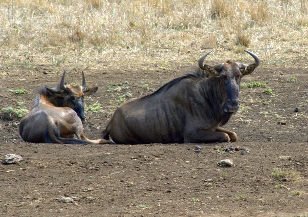 Gnus Und Jungtiere Ruhen Sich Der Mittagshitze Aus — Stockfoto