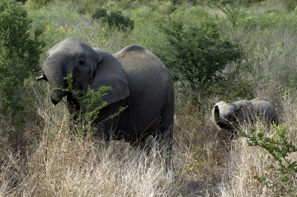 母親と赤ん坊の象の給餌 — ストック写真