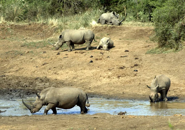 Cinco Rinocerontes Blancos Acechando Cerca Del Río —  Fotos de Stock