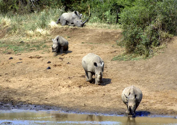 White Rhino Heading Drink — Stock Photo, Image