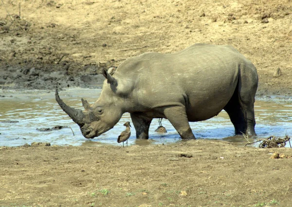 Cinque Rinoceronti Bianchi Oziano Vicino Fiume — Foto Stock