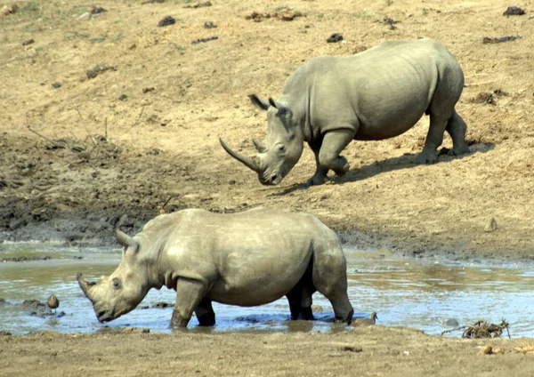 Пять Белых Носорогов Околачиваются Реки — стоковое фото