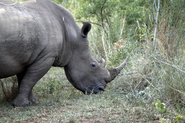 Мужчина Белый Носорог Роем Мух Боку — стоковое фото