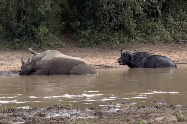 水牛和犀牛在水坑里休息 — 图库照片