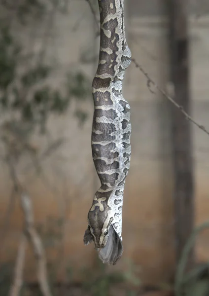 Only Tail Feathers Show Bulbul Almost Completely Swallowed Python — Stock Photo, Image