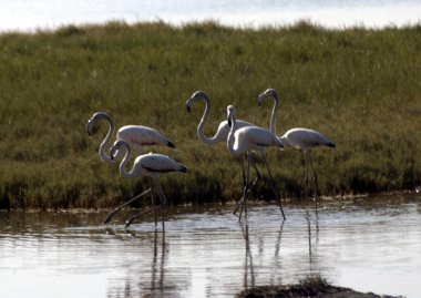Beş flamingo yiyecek arıyor.