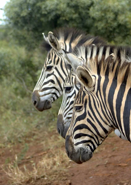 Três Zebras Burchell Seguidas — Fotografia de Stock