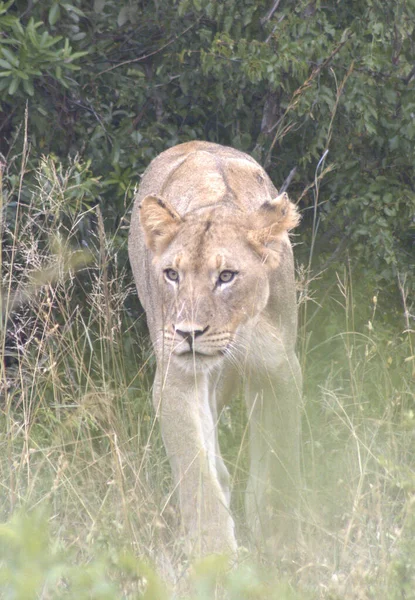 Lvice Stalking Kořist Hluhluwe Game Reserve — Stock fotografie