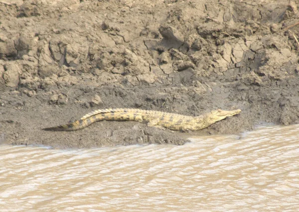 尼罗河鳄鱼躺在河岸上 — 图库照片
