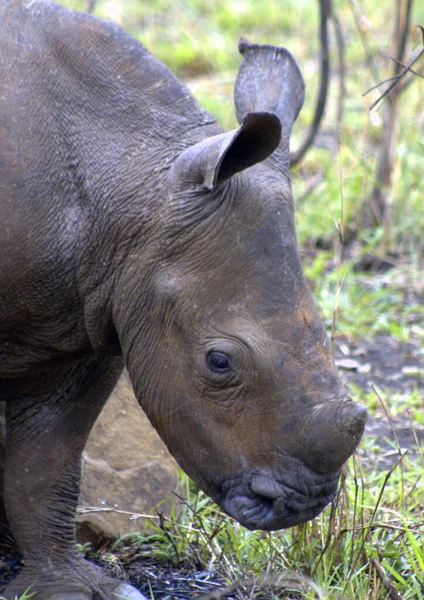 Breitmaulnashorn Baby Aus Nächster Nähe Erschossen — Stockfoto