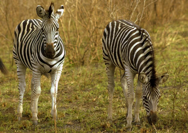 Duas Zebras Jovens Cabeça Para Cima Cabeça Para Baixo — Fotografia de Stock