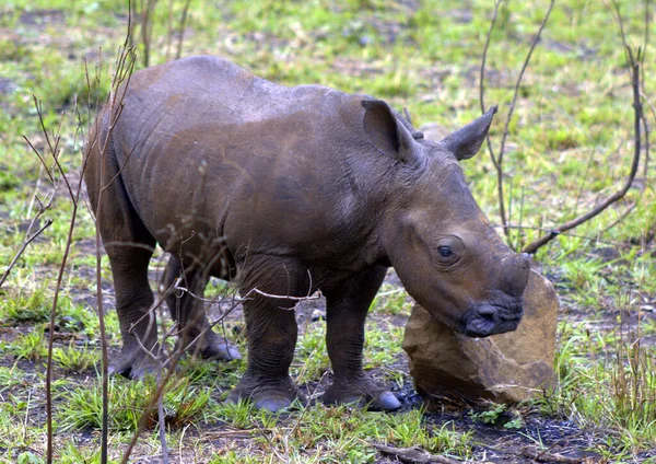 Bebé Rinoceronte Blanco Rascándose Cabeza Contra Una Roca —  Fotos de Stock